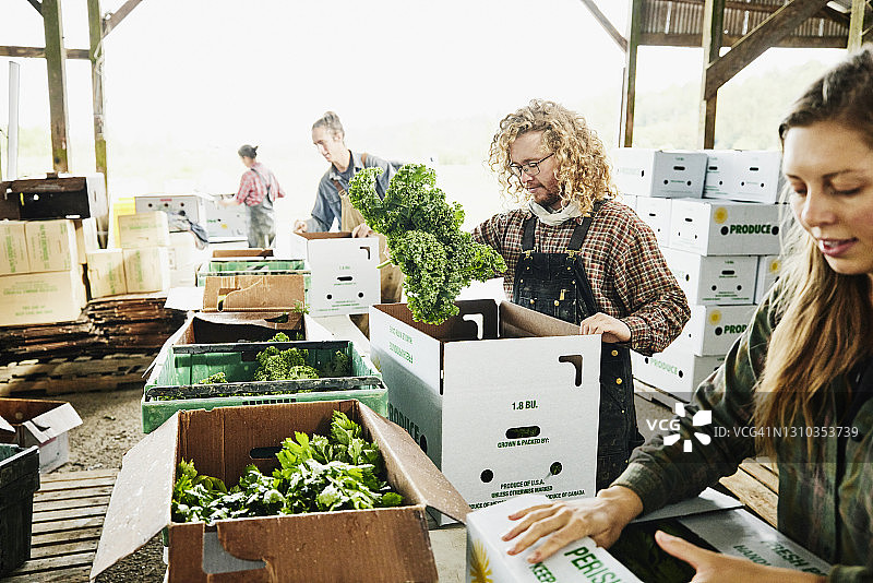 中等拍摄的农民在农场里用新鲜采摘的有机蔬菜填满CSA盒子图片素材