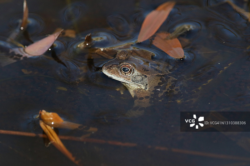 一种普通的蛙类，暂时性蛙，刚从春天的冬眠中出来，在繁殖期的池塘里产卵。它正在观察更多的青蛙进入水中，以便与它们交配。图片素材