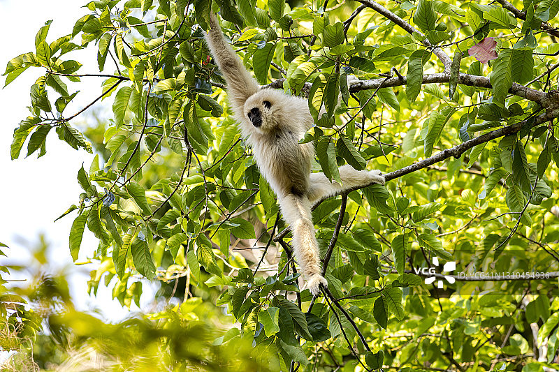 泰国Khao Yai国家公园热带森林中常见的长臂猿(白手长臂猿)图片素材