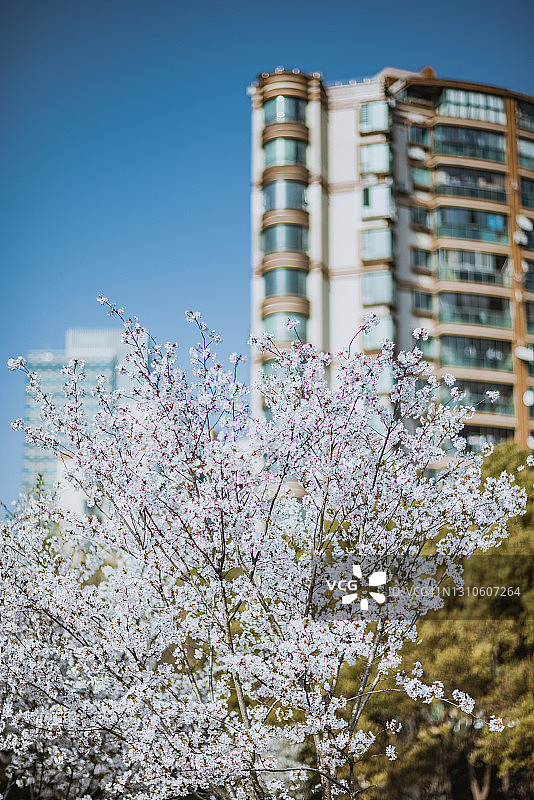 白色美丽的樱花盛开的季节图片素材