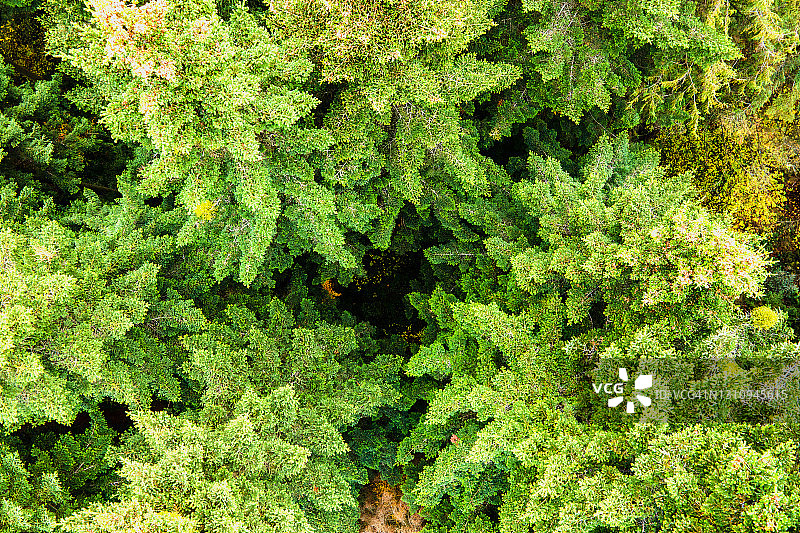 鸟瞰图的茂密的绿色松树林与云杉树冠和色彩斑斓郁郁葱葱的秋天山。图片素材