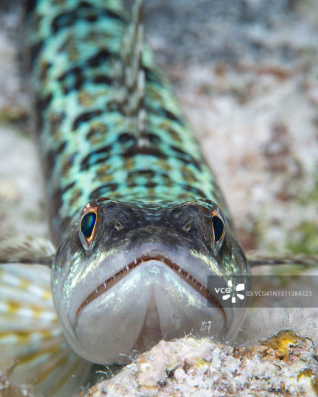 巴哈马群岛水下的蜥蜴鱼图片素材