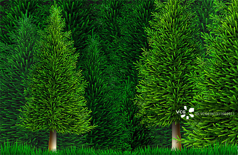 向量剪枝松树或云杉森林自然图片素材