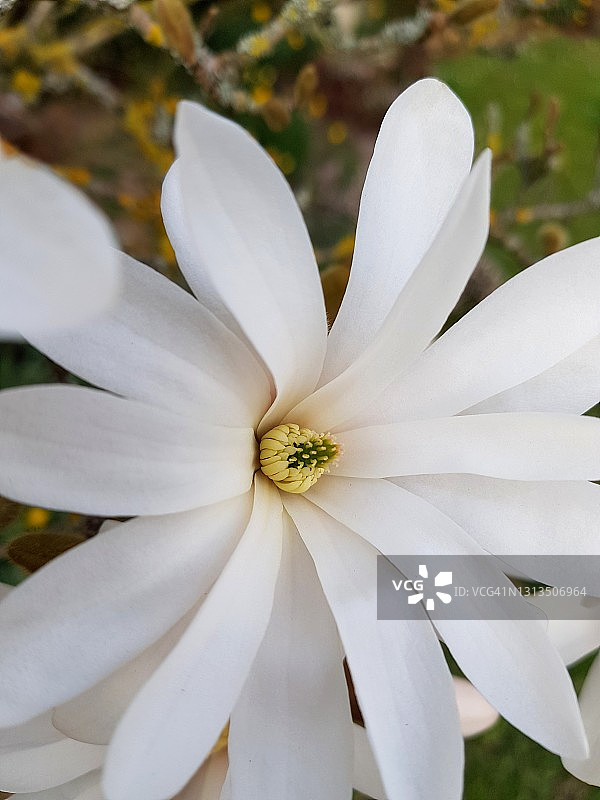 白玉兰星形花，单瓣白色花冠的极端特写图片素材