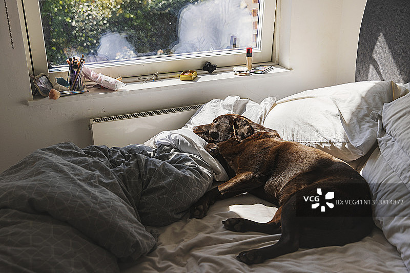 宠物巧克力拉布拉多狗放松在主人的床上。阳光从窗户射进来图片素材