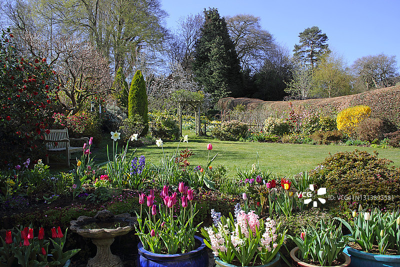 阳光明媚的英国家庭花园，春暖花开。图片素材