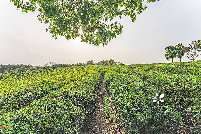 绿茶种植园和森林图片素材