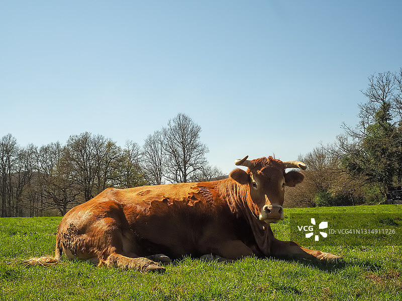 牛的肖像图片素材