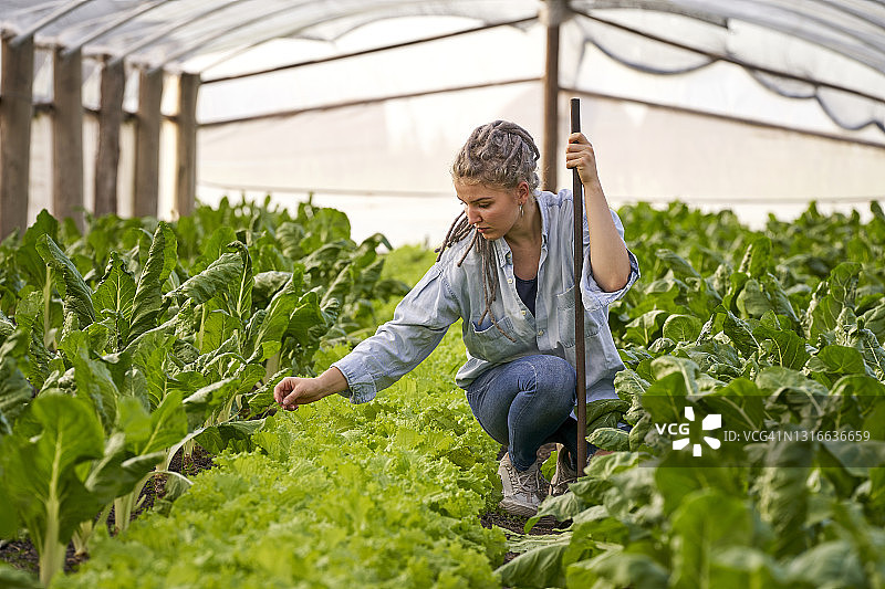 年轻的拉丁妇女在温室的有机农场采摘草药图片素材