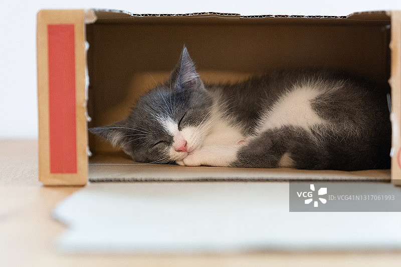 一只猫在空盒子里打盹图片素材