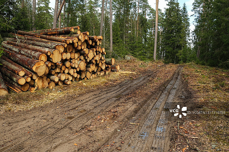 春天的白天，在瑞典南部，云杉木材和森林机器的痕迹被全伐一空图片素材