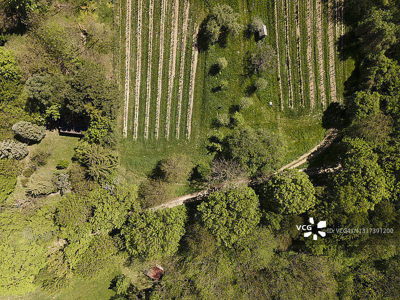 无人机拍摄的维也纳森林边缘下奥地利的绿色山丘、草地和新鲜森林图片素材