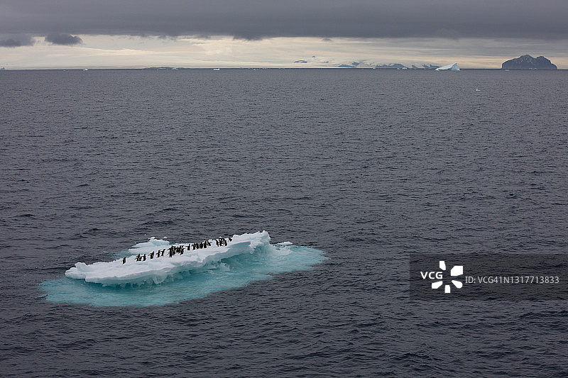南极洲上巴布亚企鹅的冰山图片素材