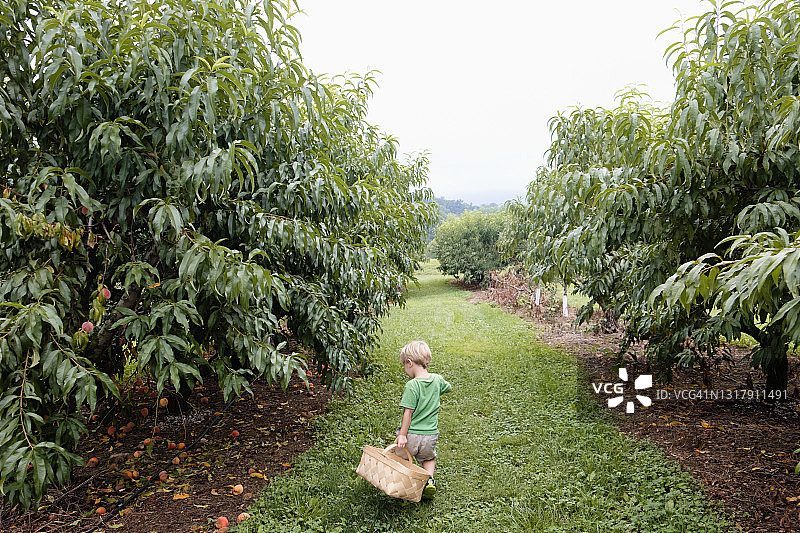 后视图的男孩寻找桃树之间的水果农场图片素材
