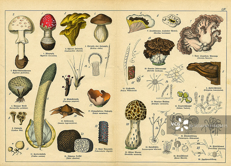 20世纪早期一幅非常罕见的水彩平版画，描绘了蘑菇和孢子图片素材