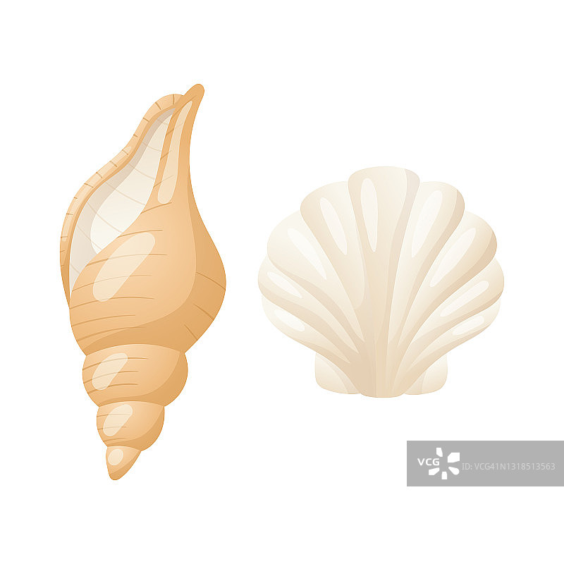 矢量孤立的插图在白色的背景。两组逼真的贝壳。贝壳与珍珠和蛤。以海洋生物和暑假为主题的设计元素。图片素材