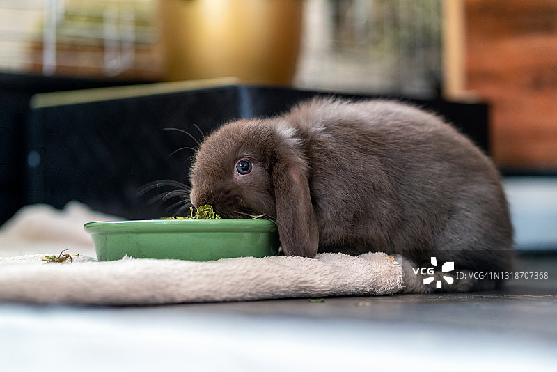 棕色的小矮人兔子(矮公羊、公羊)耳朵耷拉着，在客厅里从一个绿色的碗里吃东西。图片素材