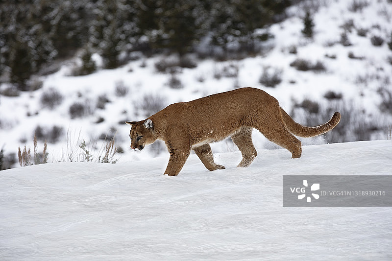 侧面的美洲狮(美洲狮)走过雪地图片素材