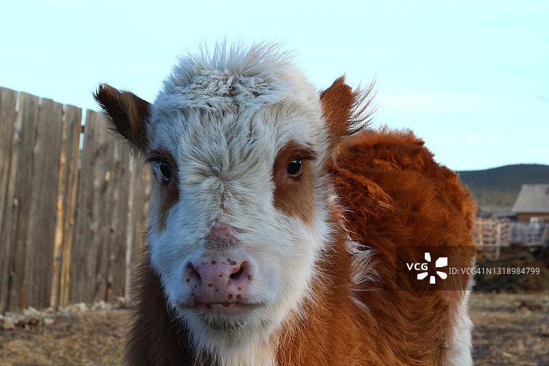 这张照片拍摄的是毛绒绒的小牛，红白头的小母牛，鼻子上有粉红色斑点，看着镜头图片素材