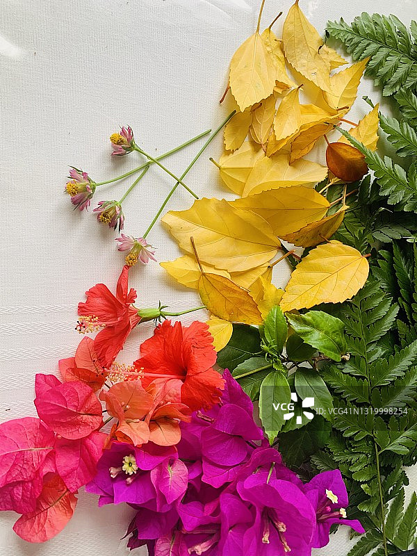 五彩缤纷的花和叶图片素材