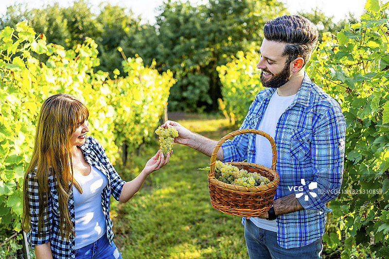 快乐的年轻夫妇在葡萄园里图片素材