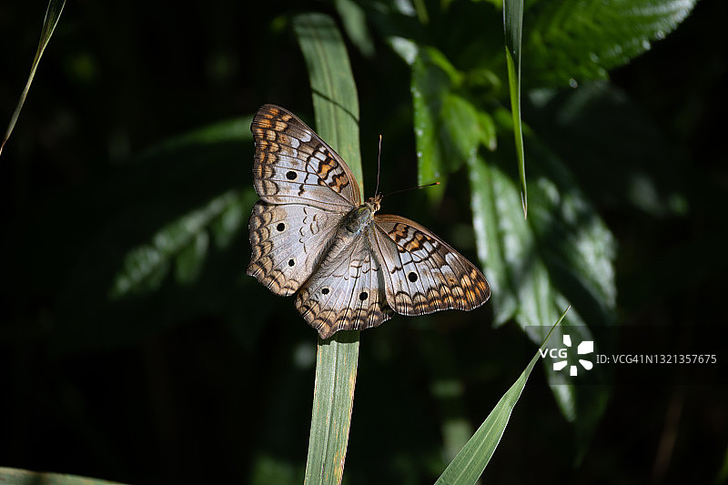 植物上的孔雀蝴蝶图片素材