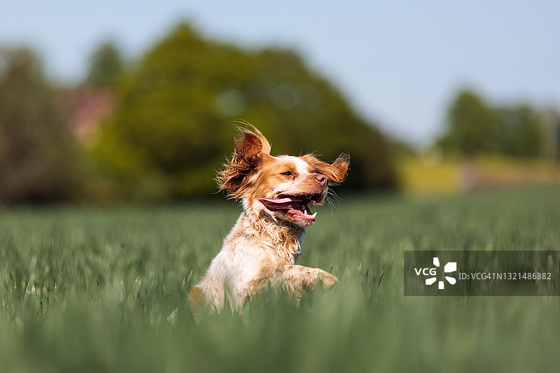 低角度拍摄显示可卡犬在田野上跳跃，英格兰，英国图片素材