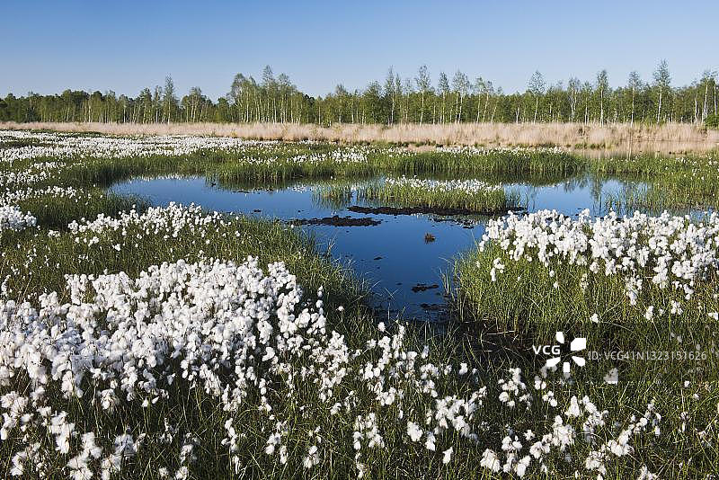 德国下萨克森州埃姆斯兰沼泽中的棉花草图片素材