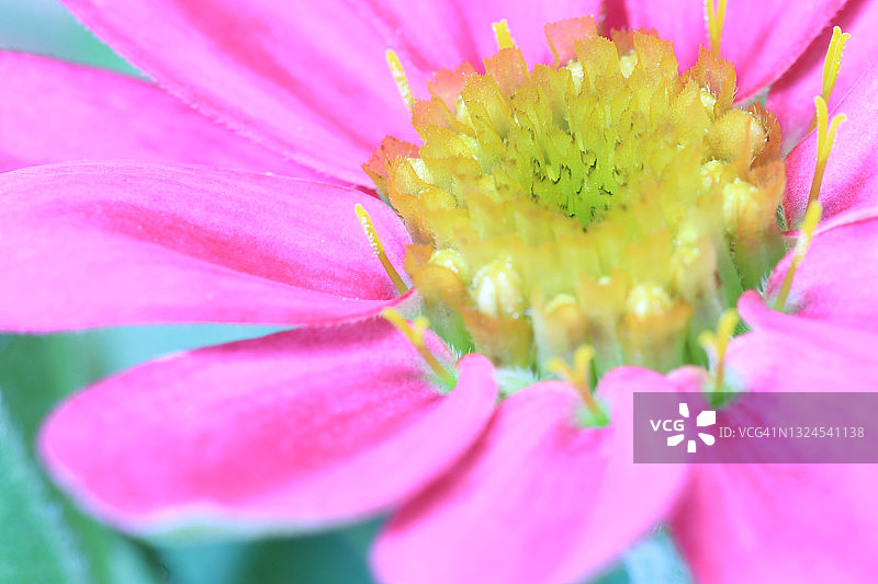 一朵百日草花有鲜艳的粉红色花瓣和黄色花盘，花蕊和雄蕊图片素材