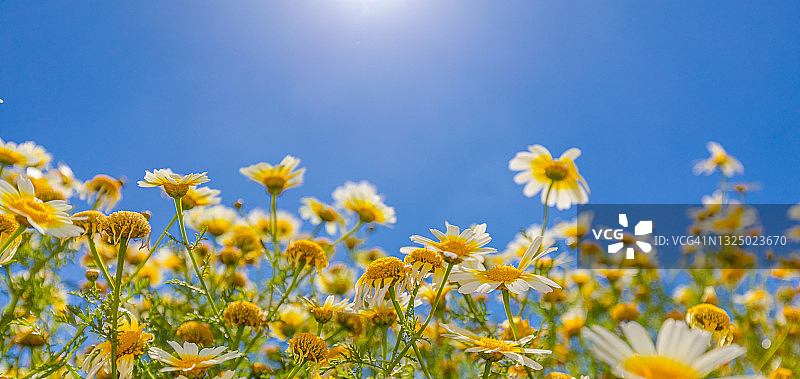 夏日的田野，蓝天下，白色的雏菊。田园诗般的夏日鲜花，阳光的光芒，梦幻般的自然景观背景图片素材