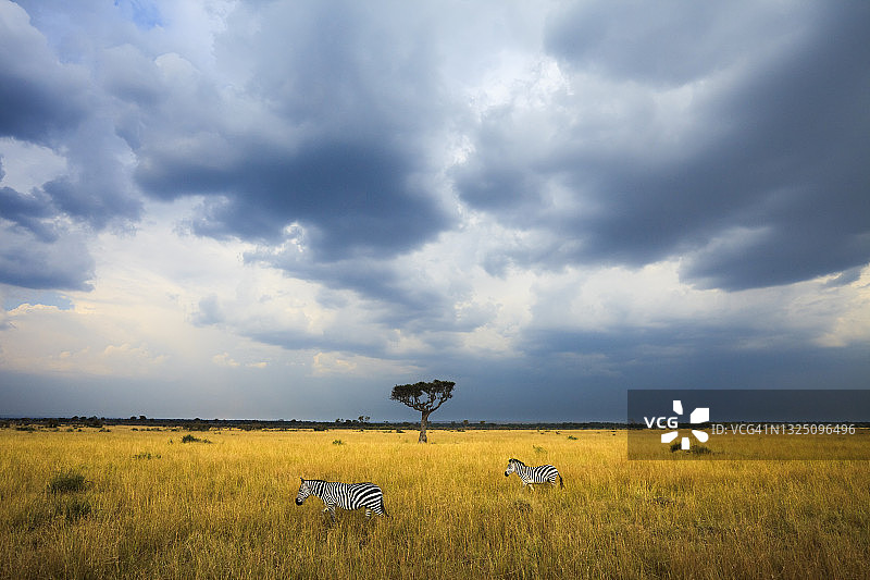 在肯尼亚的马赛马拉，两只斑马(斑驴)在乌云下行走。图片素材