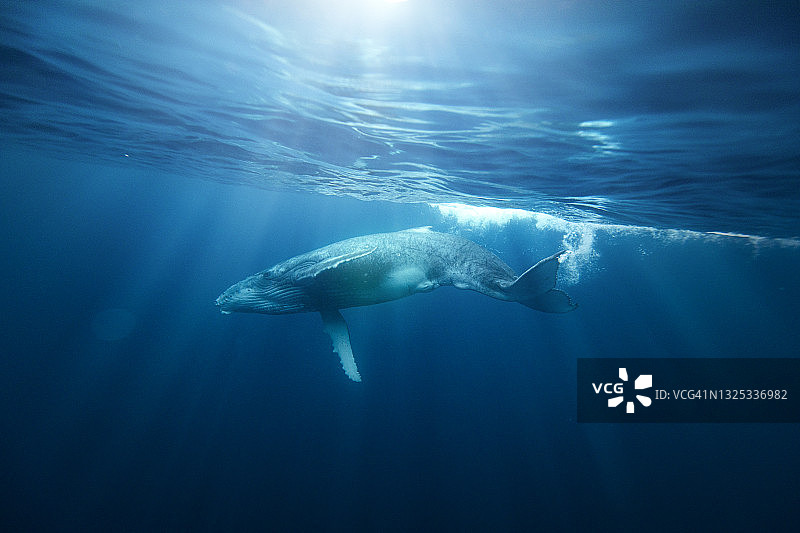 座头鲸在阳光下的海面附近游泳图片素材
