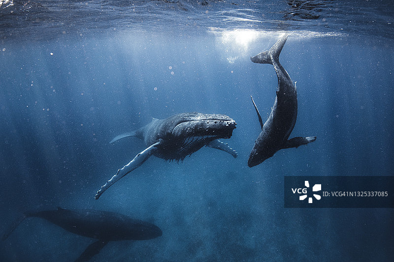 座头鲸一家在晨光下游过深蓝色图片素材