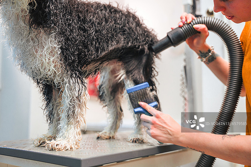 湿狗被扇干燥和梳理在宠物沙龙图片素材