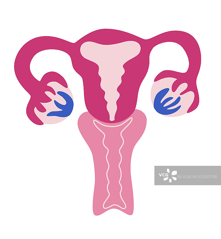 美丽的女性生殖系统。解剖女性子宫，卵巢，阴道。月经象征。抽象的生殖器官。女权主义的概念。向量卡通插图。图片素材