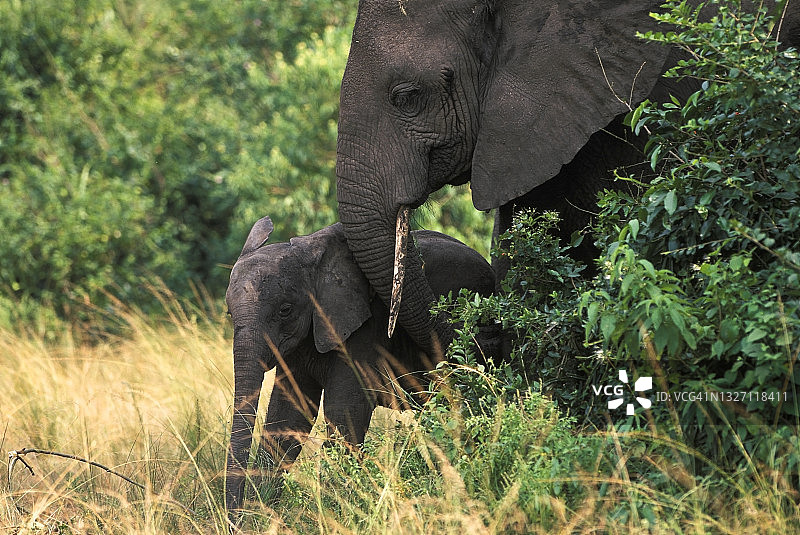 大象妈妈和小象图片素材