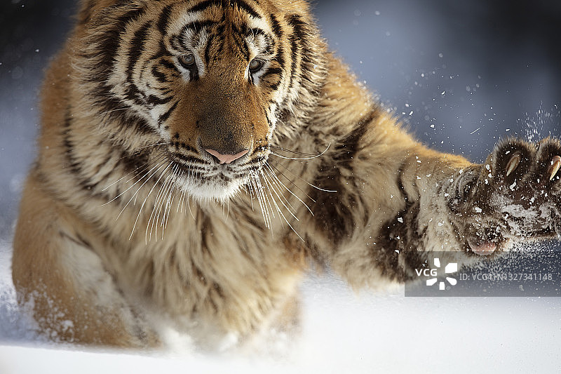 这是西伯利亚虎(panthera tigris altaica)在雪地上攻击的特写图片素材