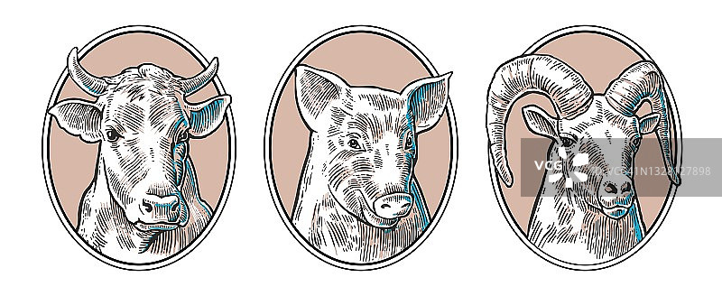 农场动物图标集。猪，牛和山羊的头孤立在白色的背景。图片素材