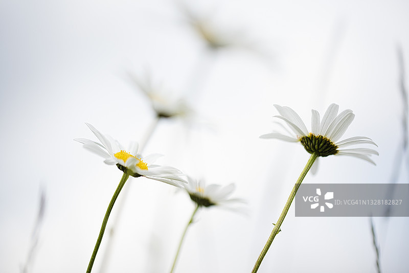 散焦和低角的雏菊反对白色的天空图片素材