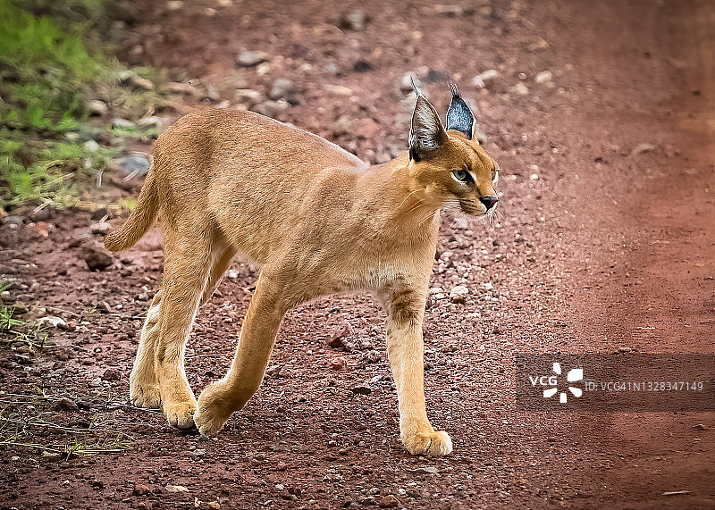 坦桑尼亚恩戈罗戈罗火山口的一只野猫的特写镜头图片素材