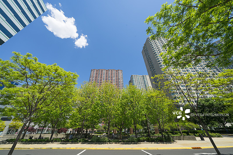 新鲜的绿树在豪华高层公寓中生长图片素材