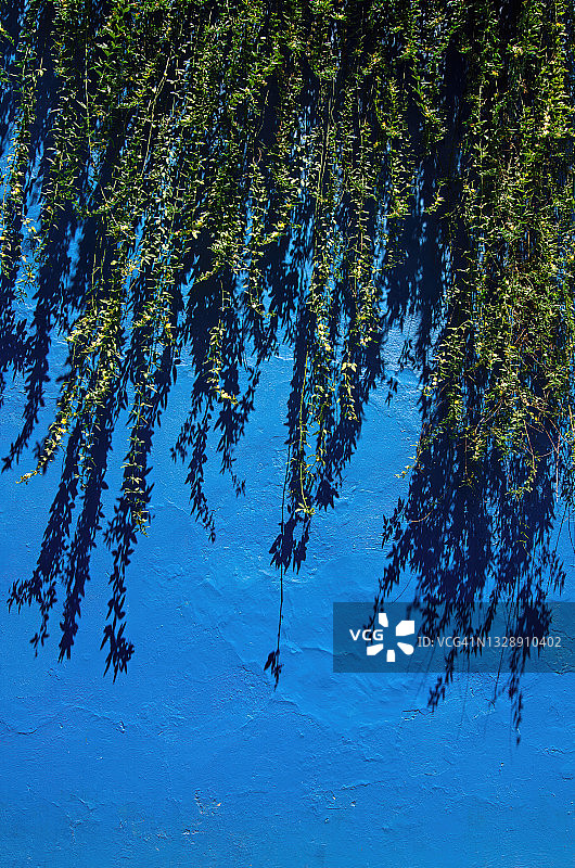 爬山虎悬挂在涂成蓝色的有纹理的灰泥墙上图片素材