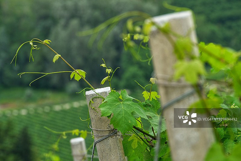种植葡萄酒，种植当地农业农场图片素材