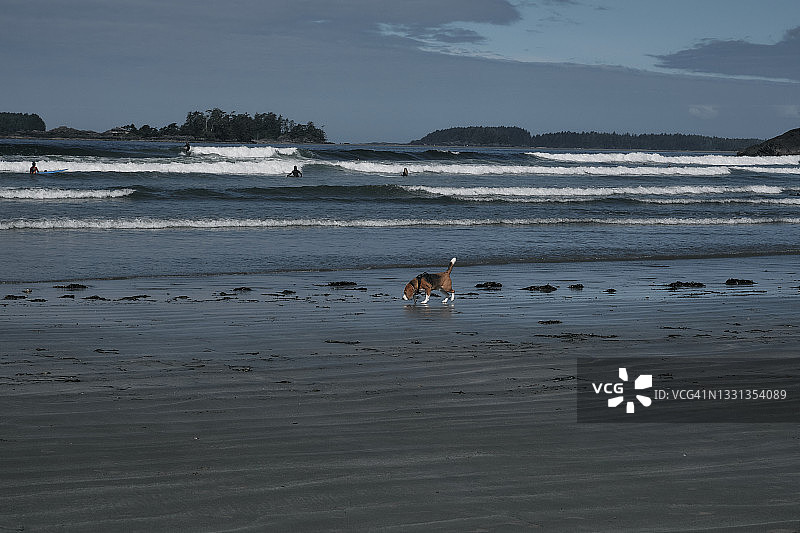 狗在海滩图片素材