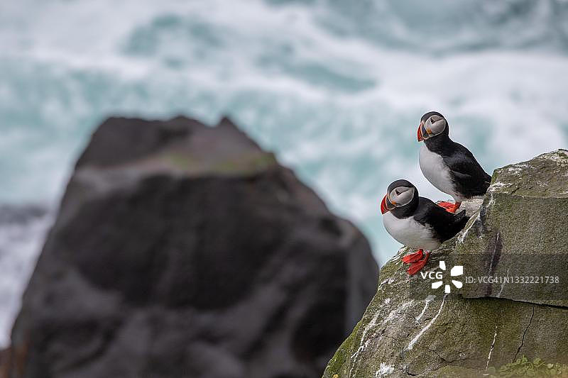 海雀(南极的海雀)，在悬崖上，斯科鲁维库尔巴耶格鸟悬崖，朗格尼斯半岛，冰岛，诺德兰埃斯特拉图片素材