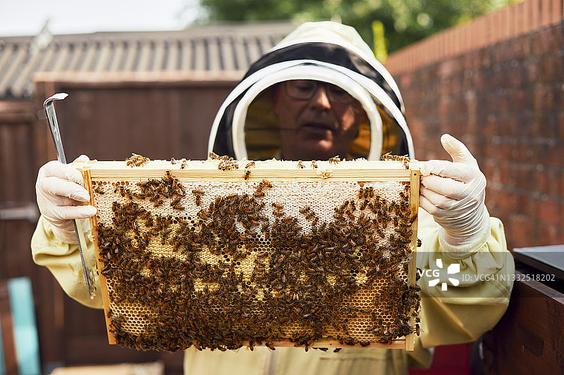 在花园里工作的养蜂人图片素材