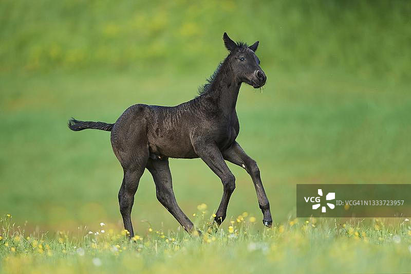 德国巴伐利亚州草地上的美国夸特马小马驹图片素材