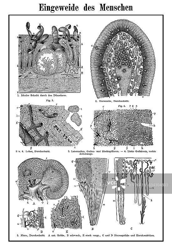 显微镜下看到的各种内部器官的古老雕刻插图图片素材