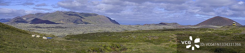 羊和熔岩场Berserkjarhraun, Stykkisholmur, Vesturland，冰岛图片素材