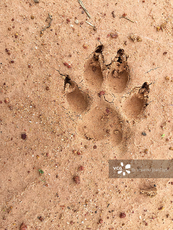 沙上有狗爪的脚印图片素材